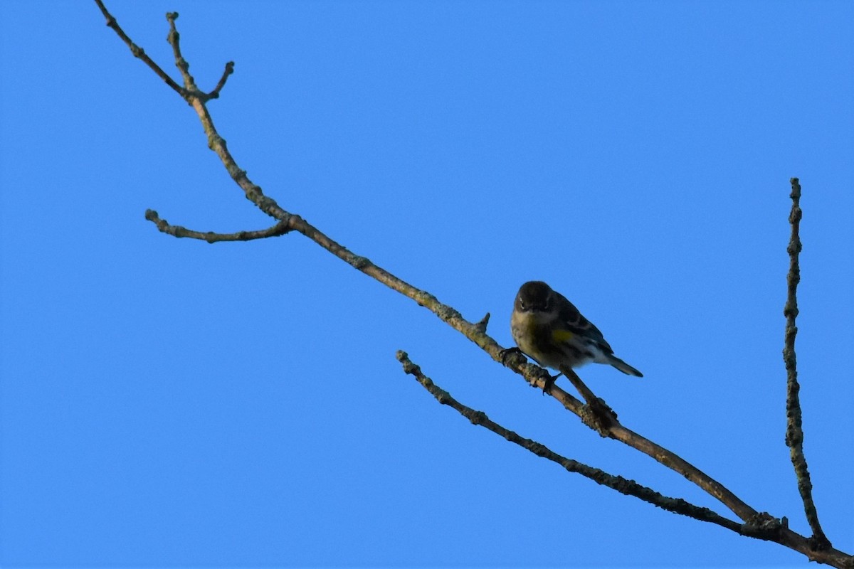 Yellow-rumped Warbler - Kazumi Ohira