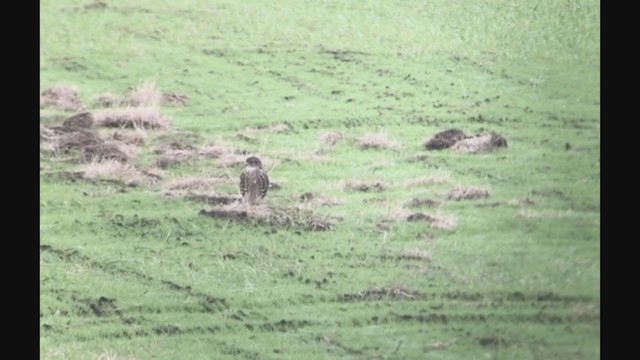 Хайргууна шонхор - ML267576821