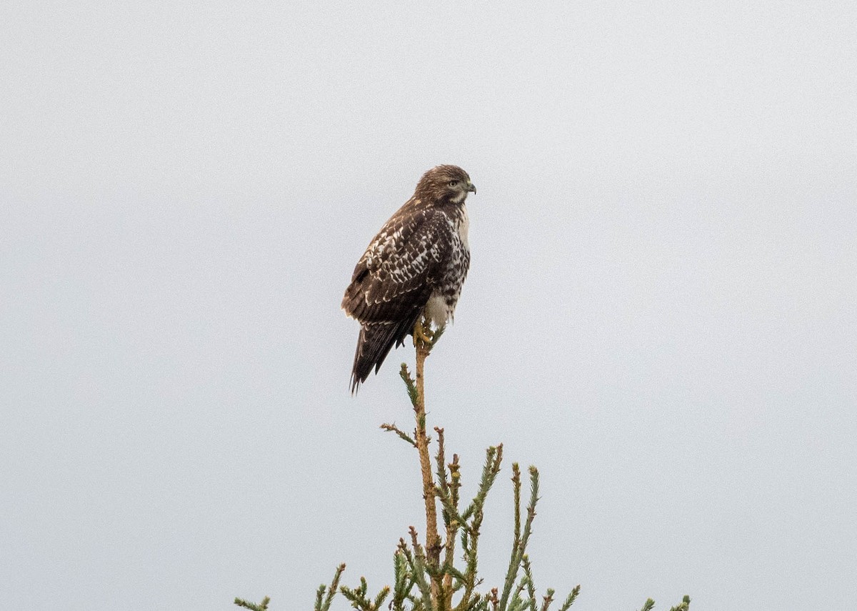 Red-tailed Hawk - ML267577191