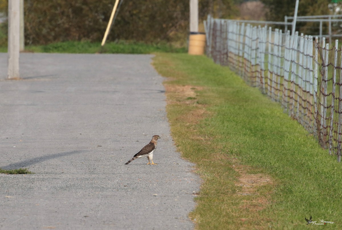 Cooper's Hawk - Serge Morneau