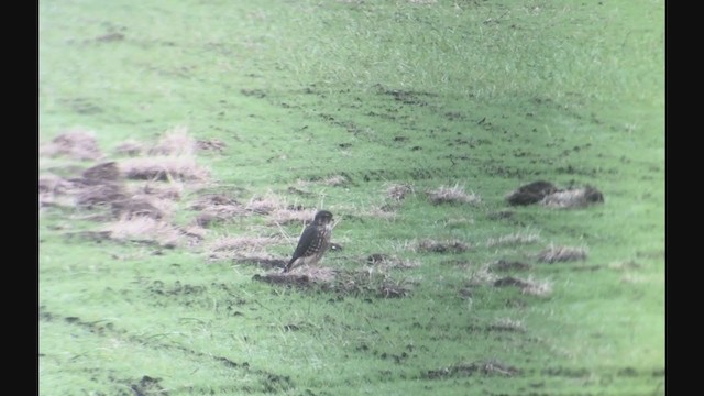 Хайргууна шонхор - ML267578371