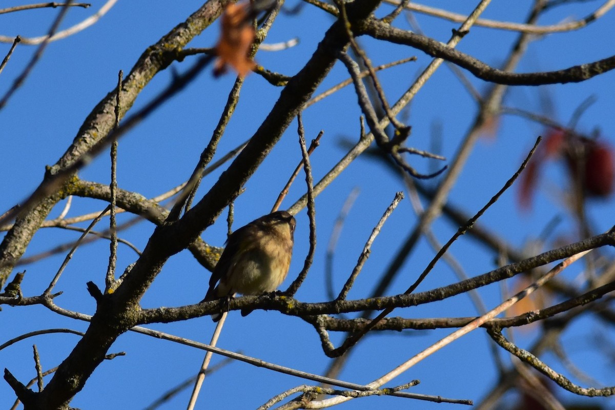 Yellow-rumped Warbler - Kazumi Ohira