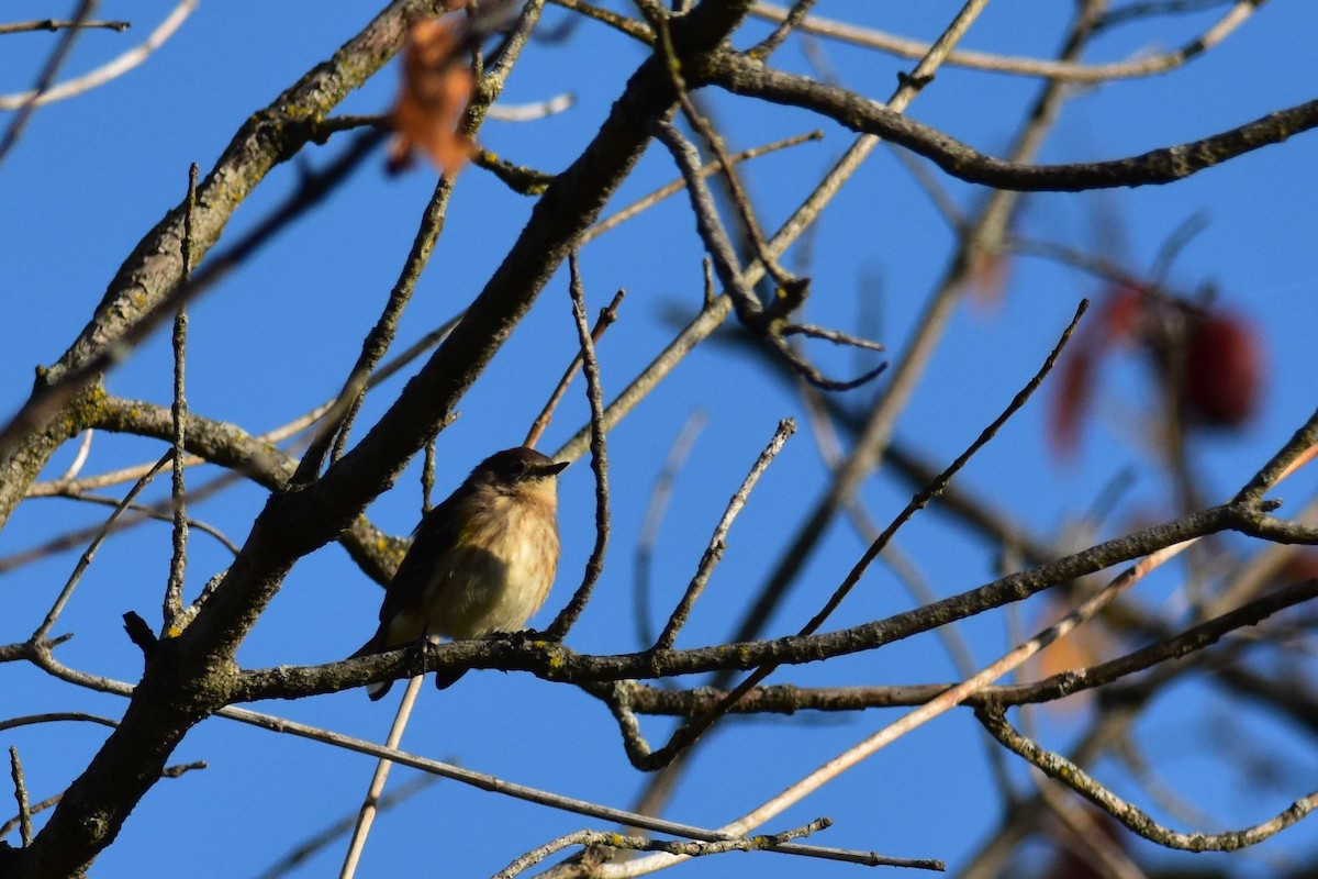 Yellow-rumped Warbler - ML267579401