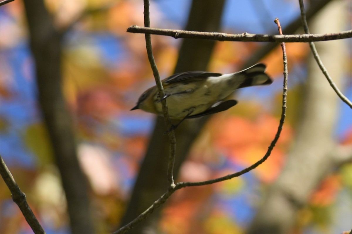 Yellow-rumped Warbler - Kazumi Ohira