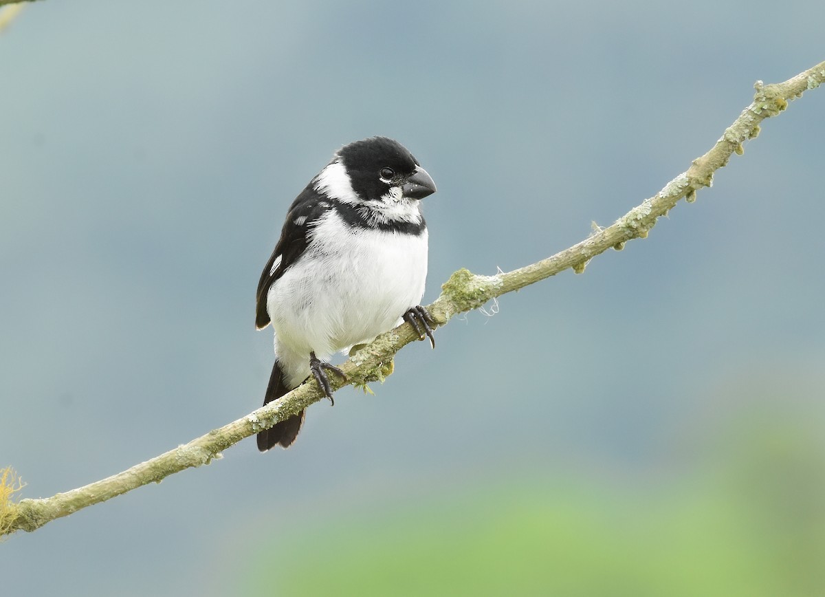 Variable Seedeater - ML267580481