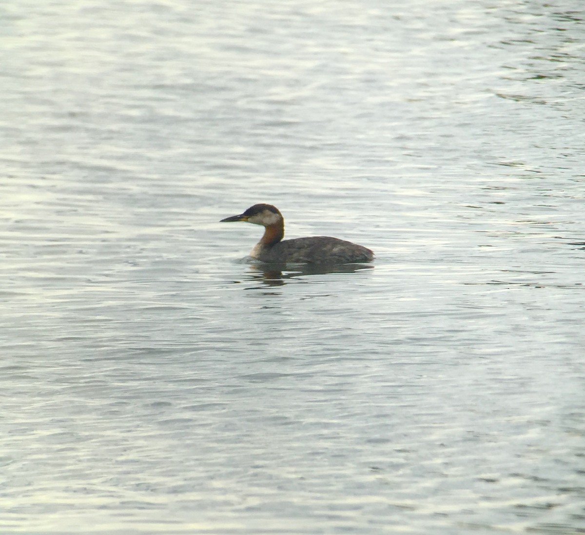 Red-necked Grebe - ML267582571