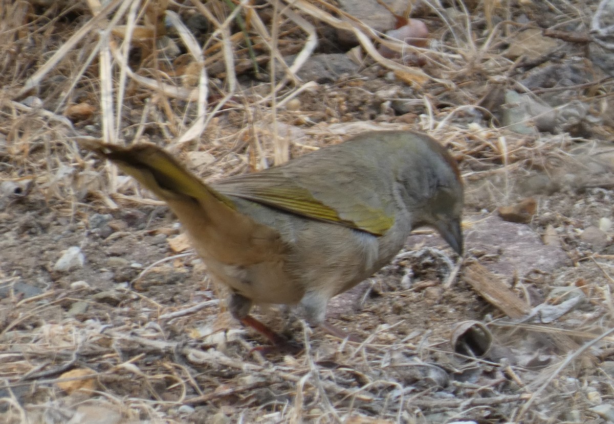 Green-tailed Towhee - ML267583971