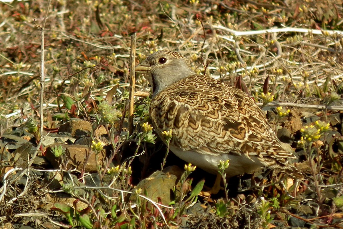 Least Seedsnipe - ML267584141