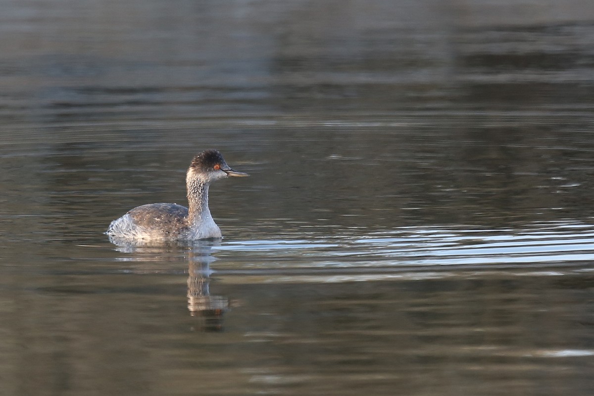 Eared Grebe - ML26758451