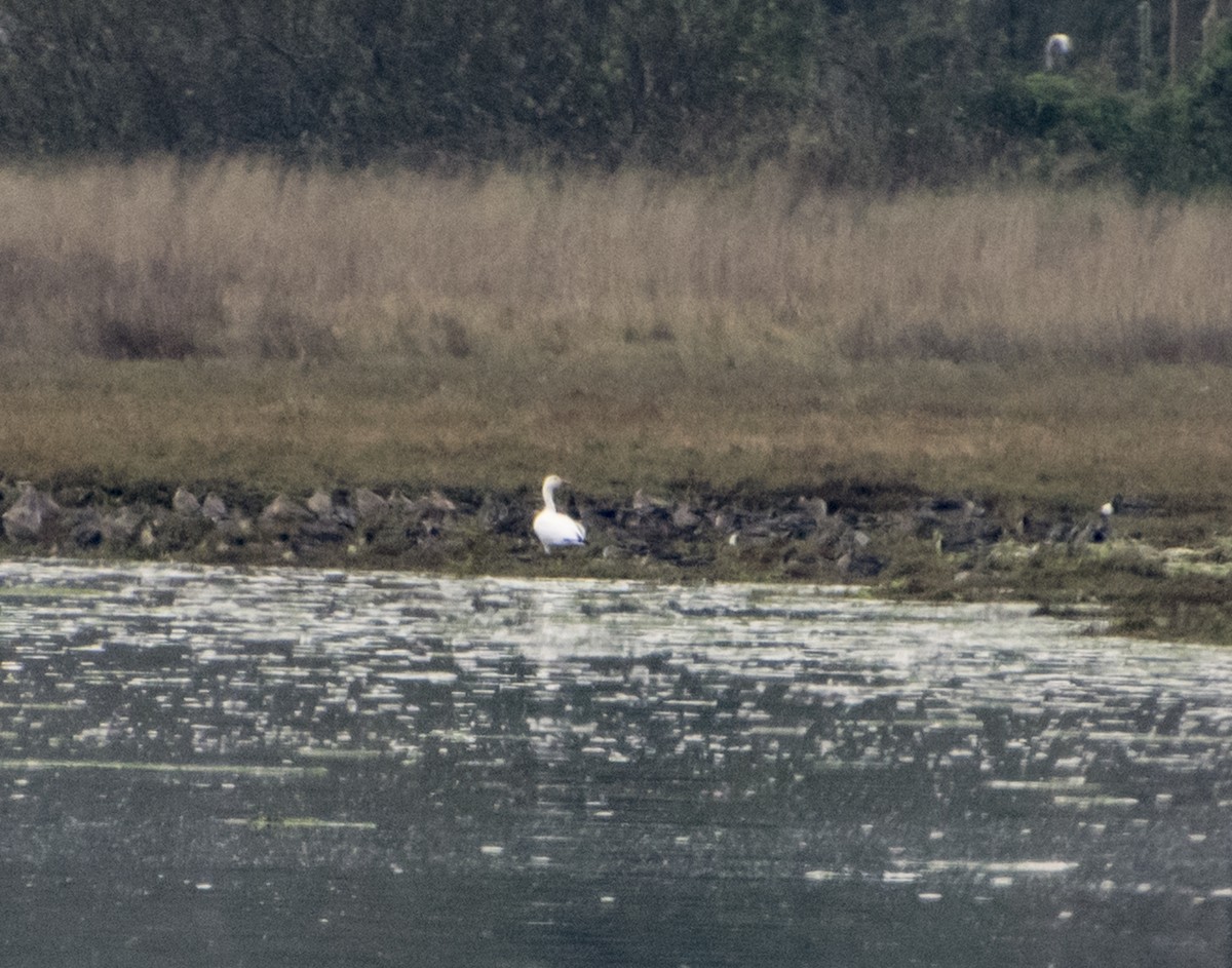 Snow Goose - ML267584791