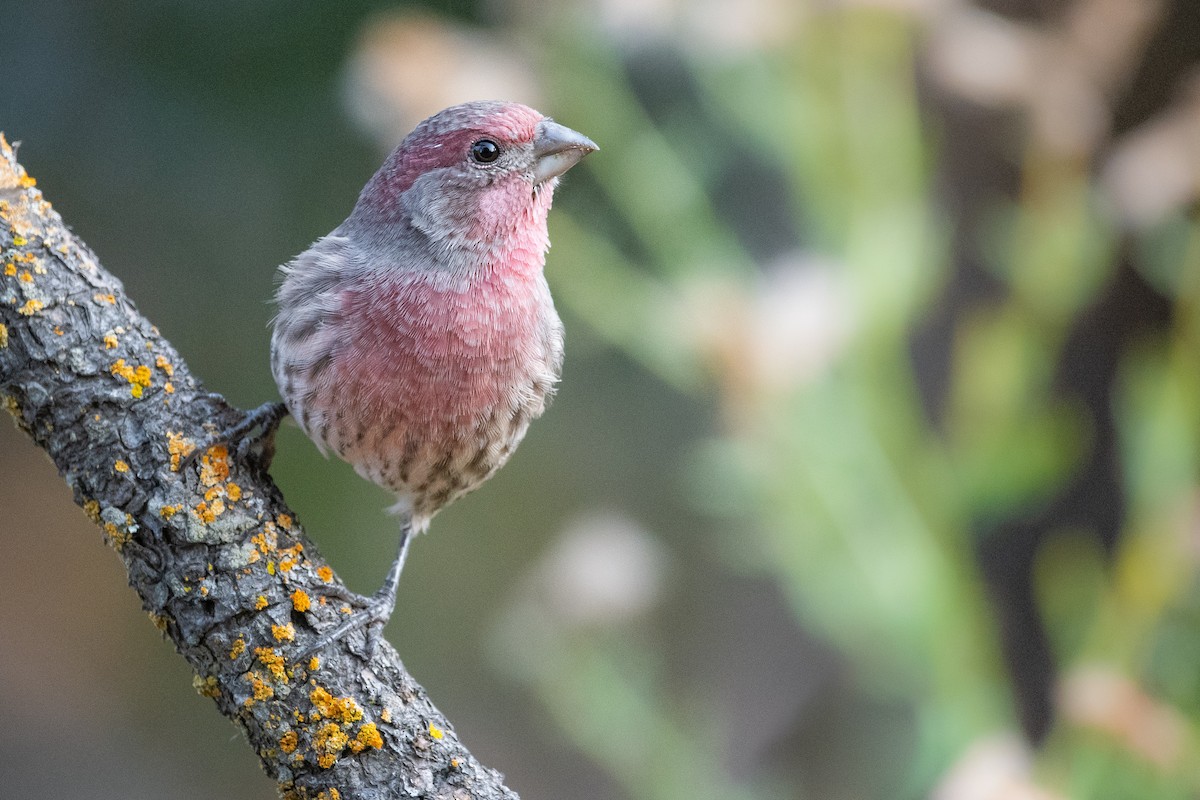 House Finch - ML267586101