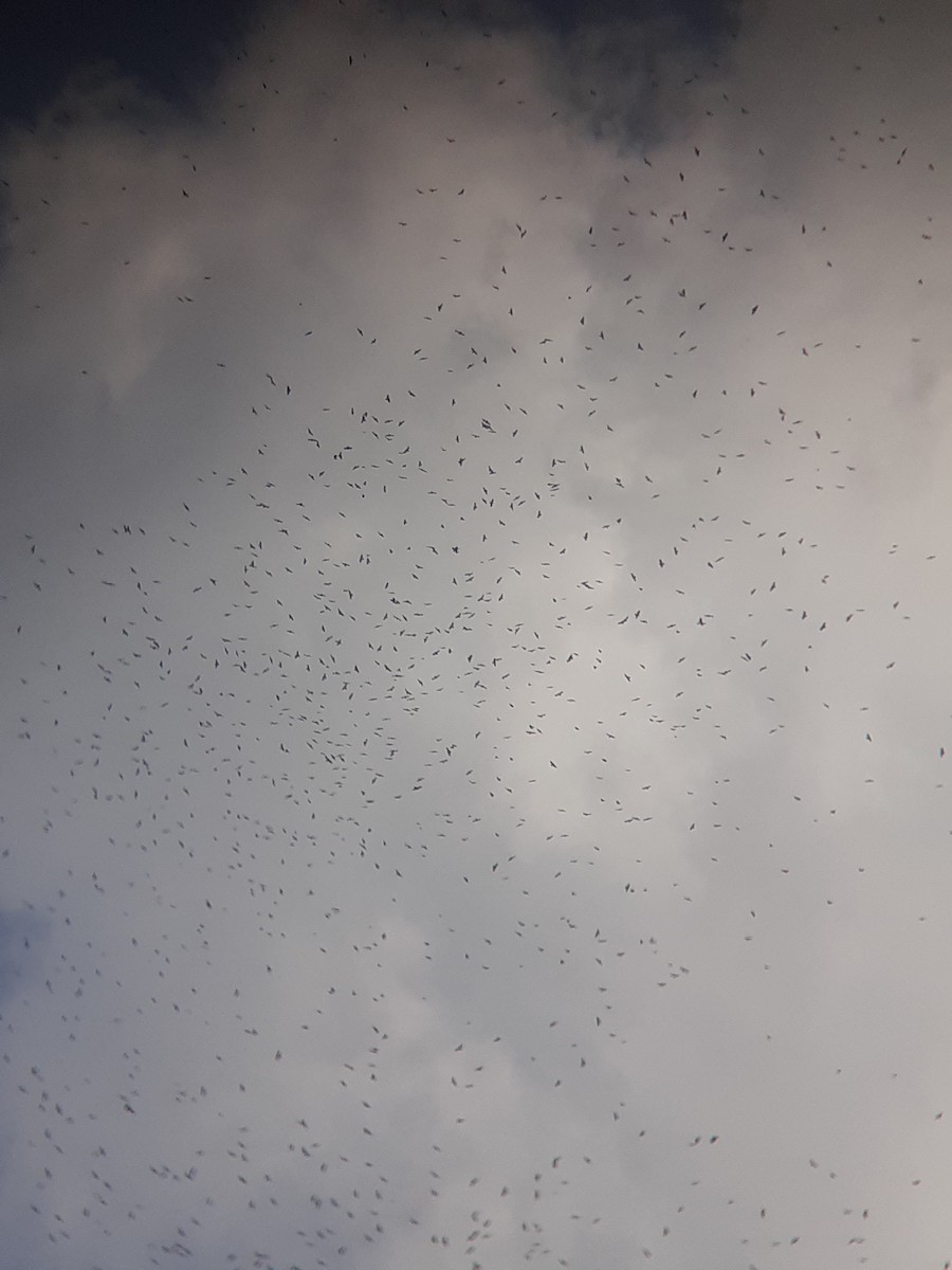 Mississippi Kite - ML267586221