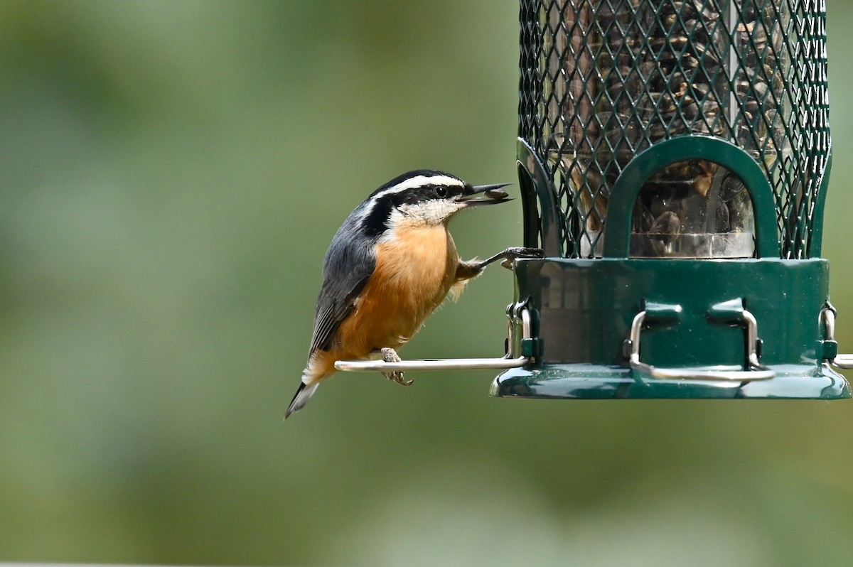 Red-breasted Nuthatch - Bill Schneider