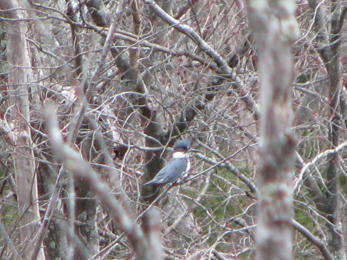 Belted Kingfisher - ML26758681