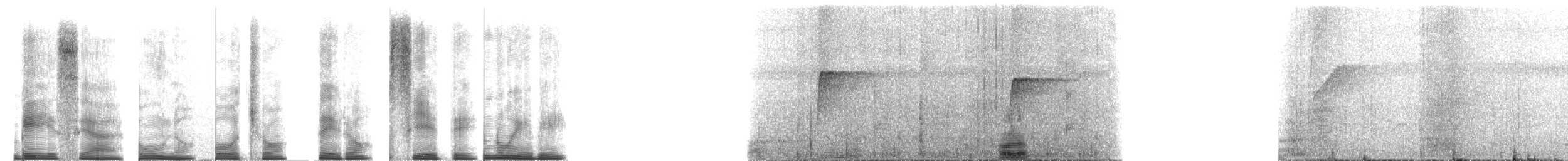 Светлобрюхий колибри-отшельник - ML267587