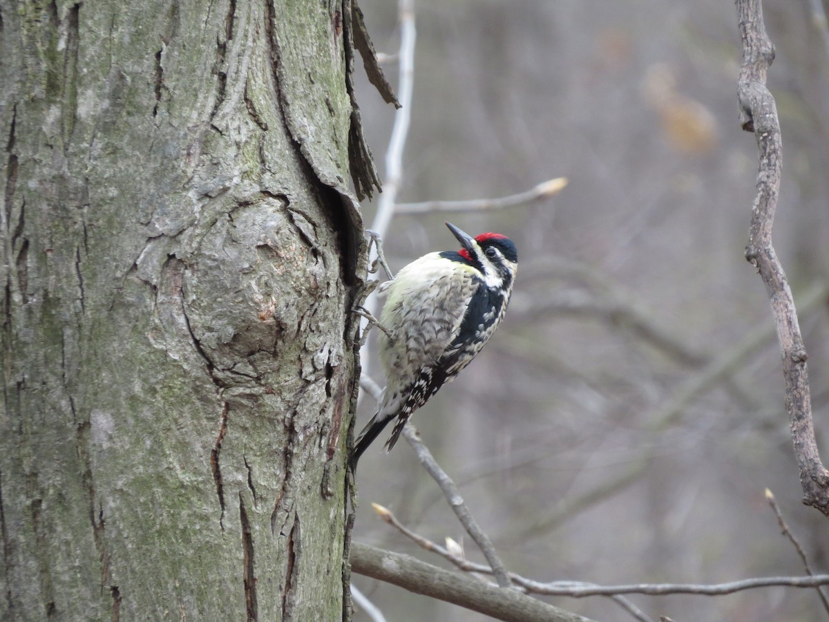 Yellow-bellied Sapsucker - Bill Elrick