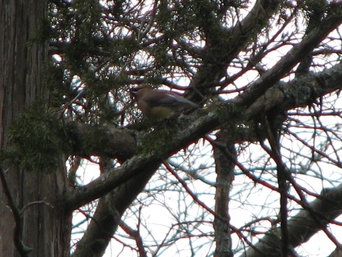 Cedar Waxwing - Chris Martone