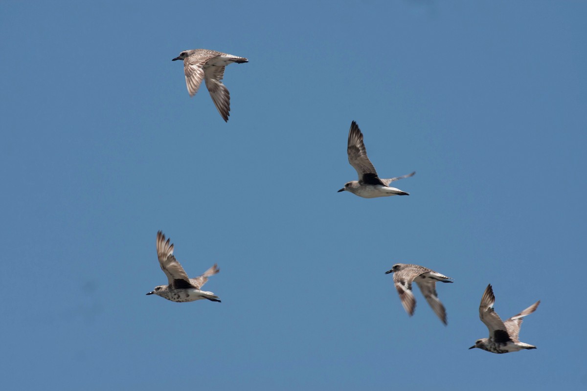 Black-bellied Plover - Gustavo SILVEIRA