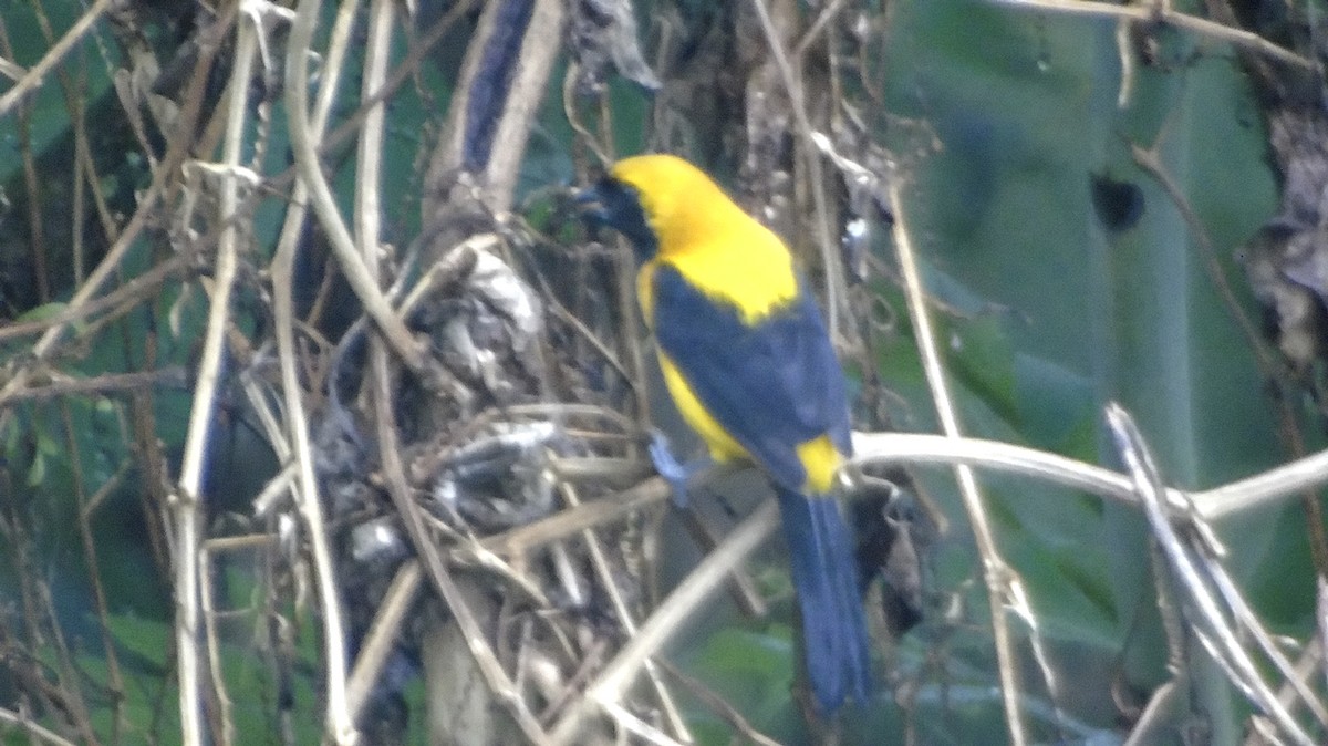 Yellow-backed Oriole - Sandra  Rairán