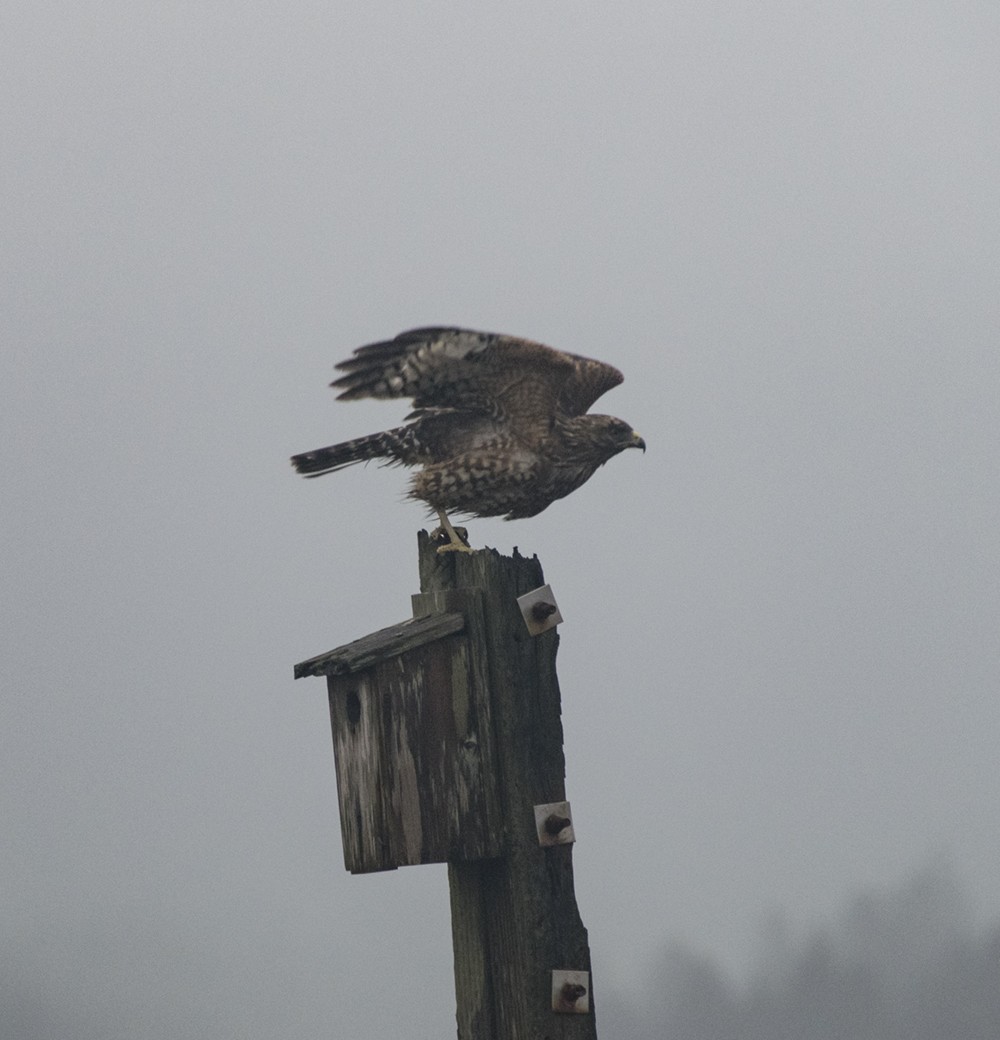 Red-shouldered Hawk - ML267590301