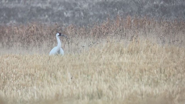 Whooping Crane - ML267591431