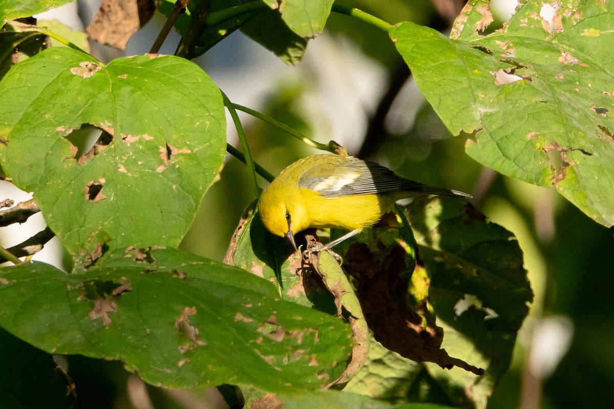 Blue-winged Warbler - ML267591651