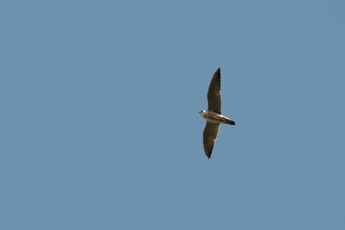 Peregrine Falcon - ML267591761