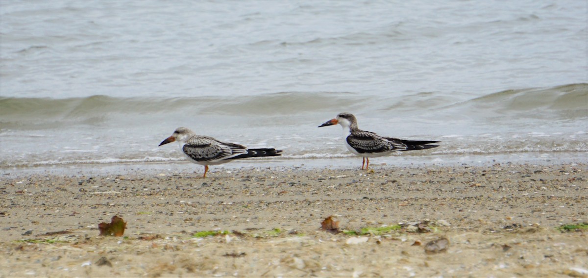 Black Skimmer - ML267591951