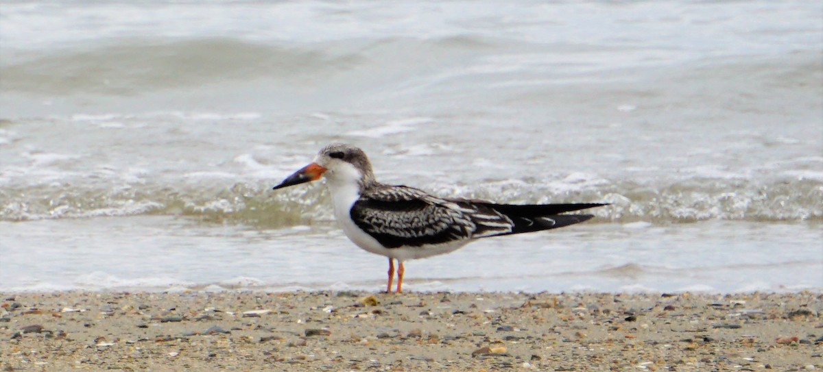 Black Skimmer - ML267592271