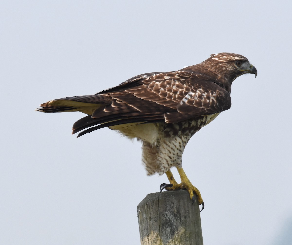 Red-tailed Hawk - ML267592301