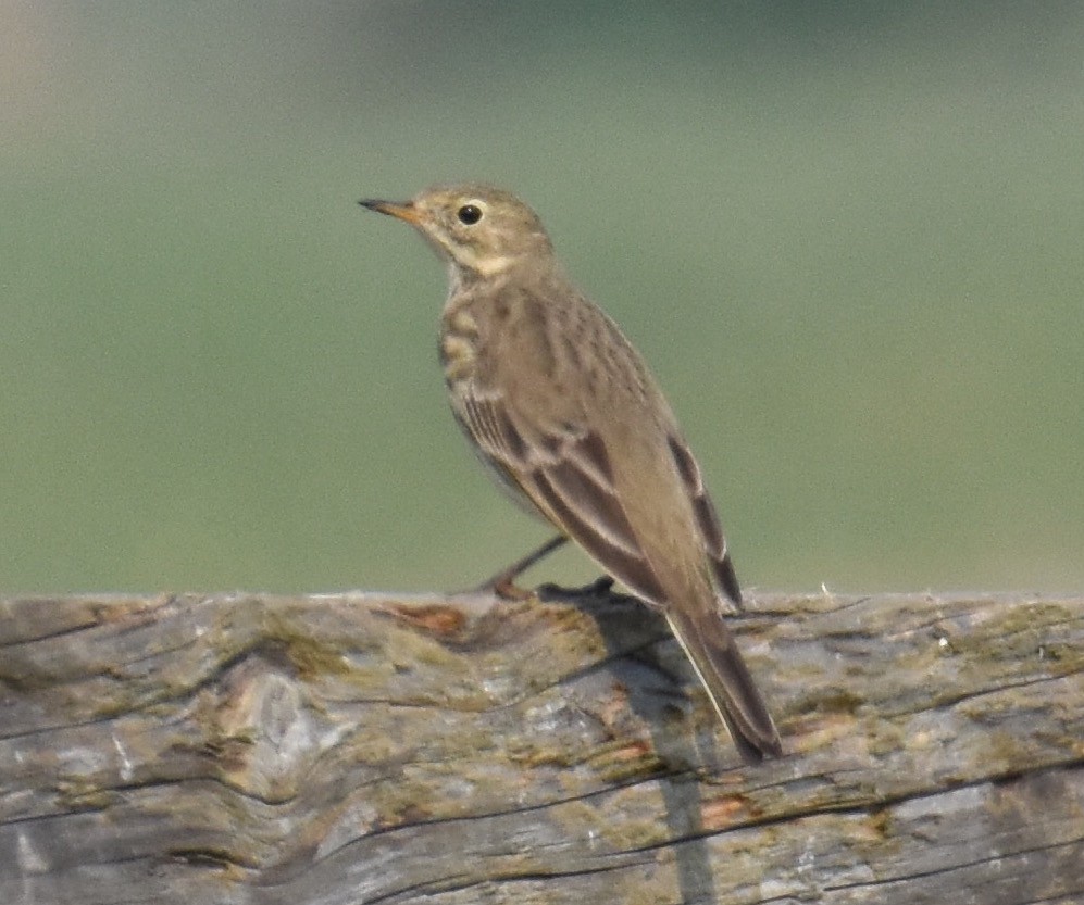 American Pipit - ML267592441
