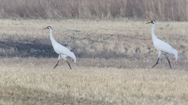 Grulla Trompetera - ML267593951