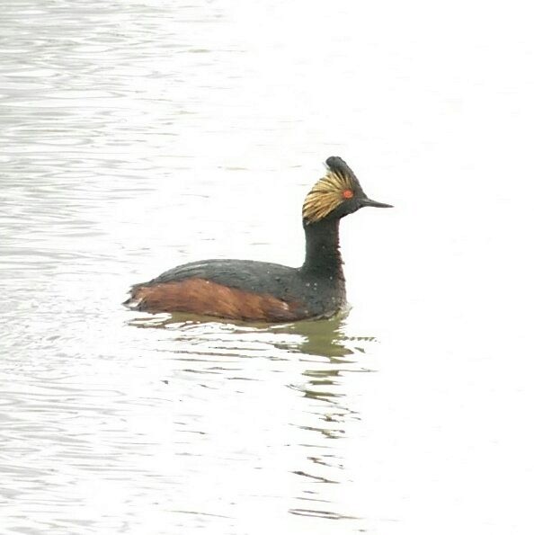 Eared Grebe - ML26759721