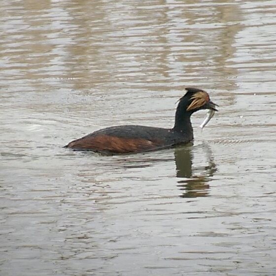 Eared Grebe - ML26759741