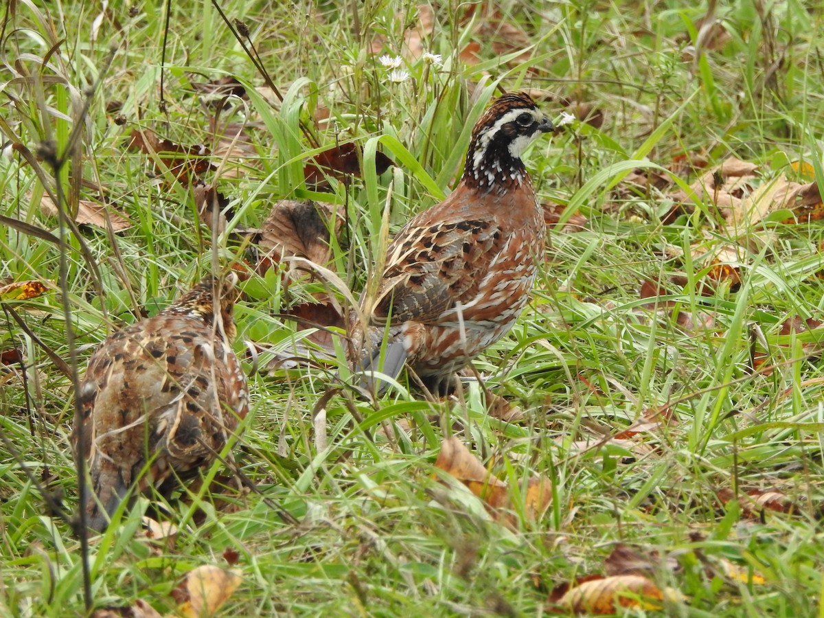 שליו אמריקני - ML267597721