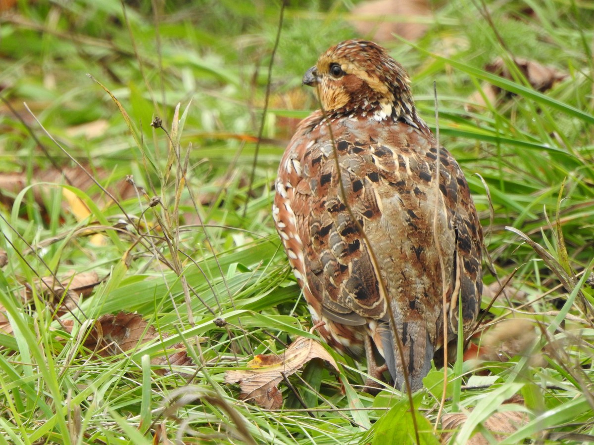 שליו אמריקני - ML267598041