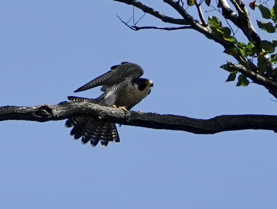 Halcón Peregrino (grupo peregrinus) - ML267599691