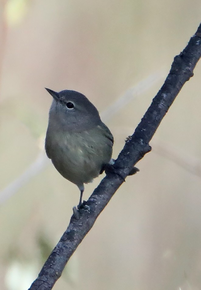 Orange-crowned Warbler - ML267600071