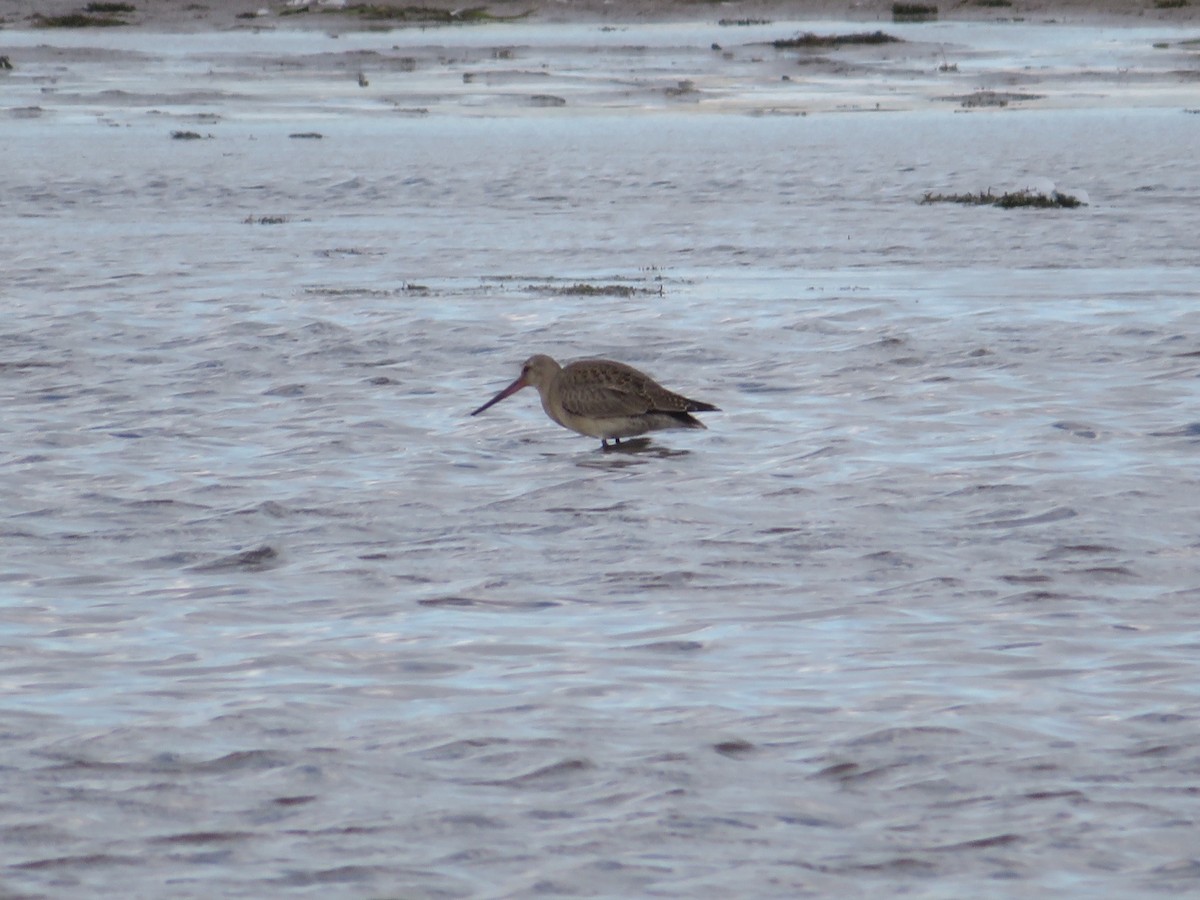 Hudsonian Godwit - karl  schmidt