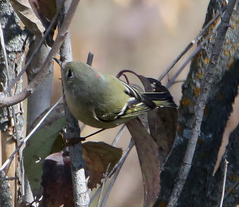 Ruby-crowned Kinglet - ML267600751