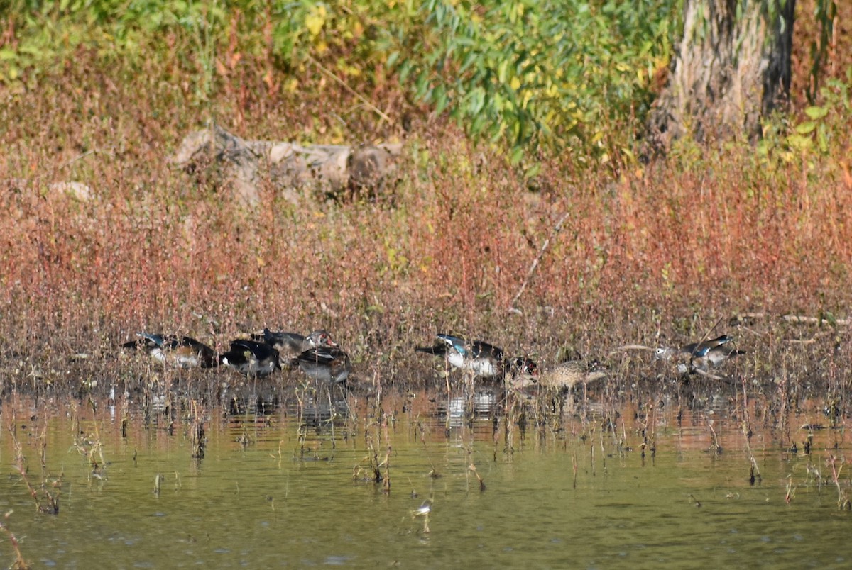 Wood Duck - ML267601041