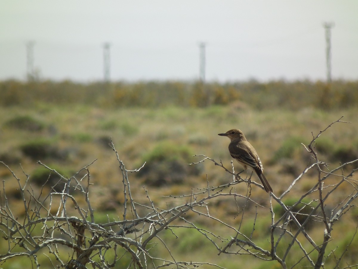 Gray-bellied Shrike-Tyrant - Javier De Leonardis