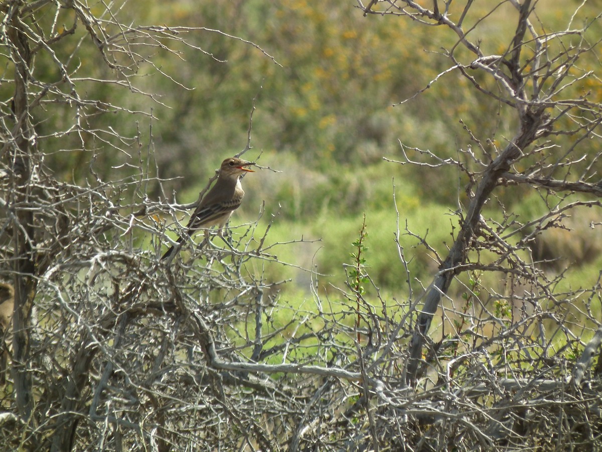 Gray-bellied Shrike-Tyrant - ML267601201