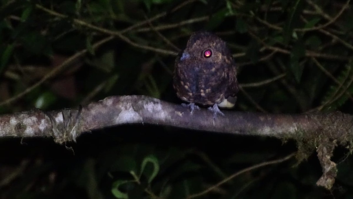 Dusky Nightjar - Diego Ramírez