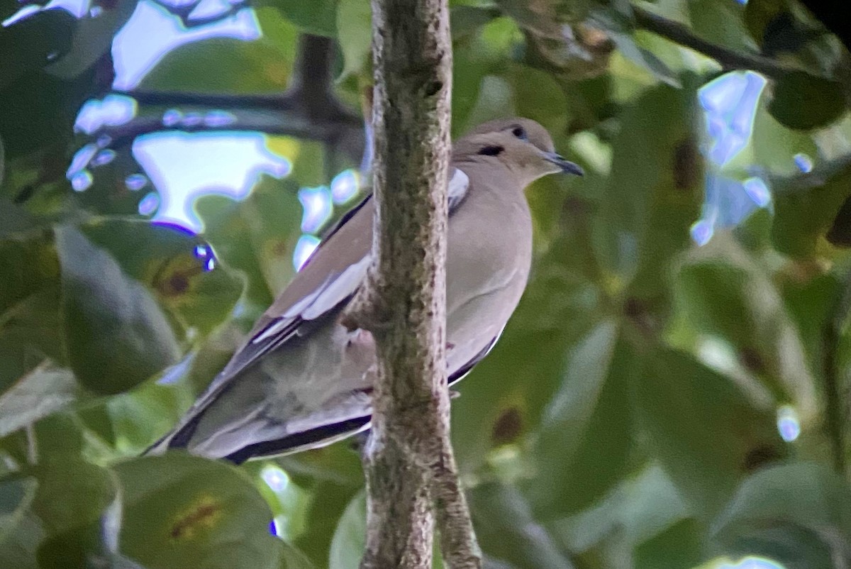 White-winged Dove - ML267604811