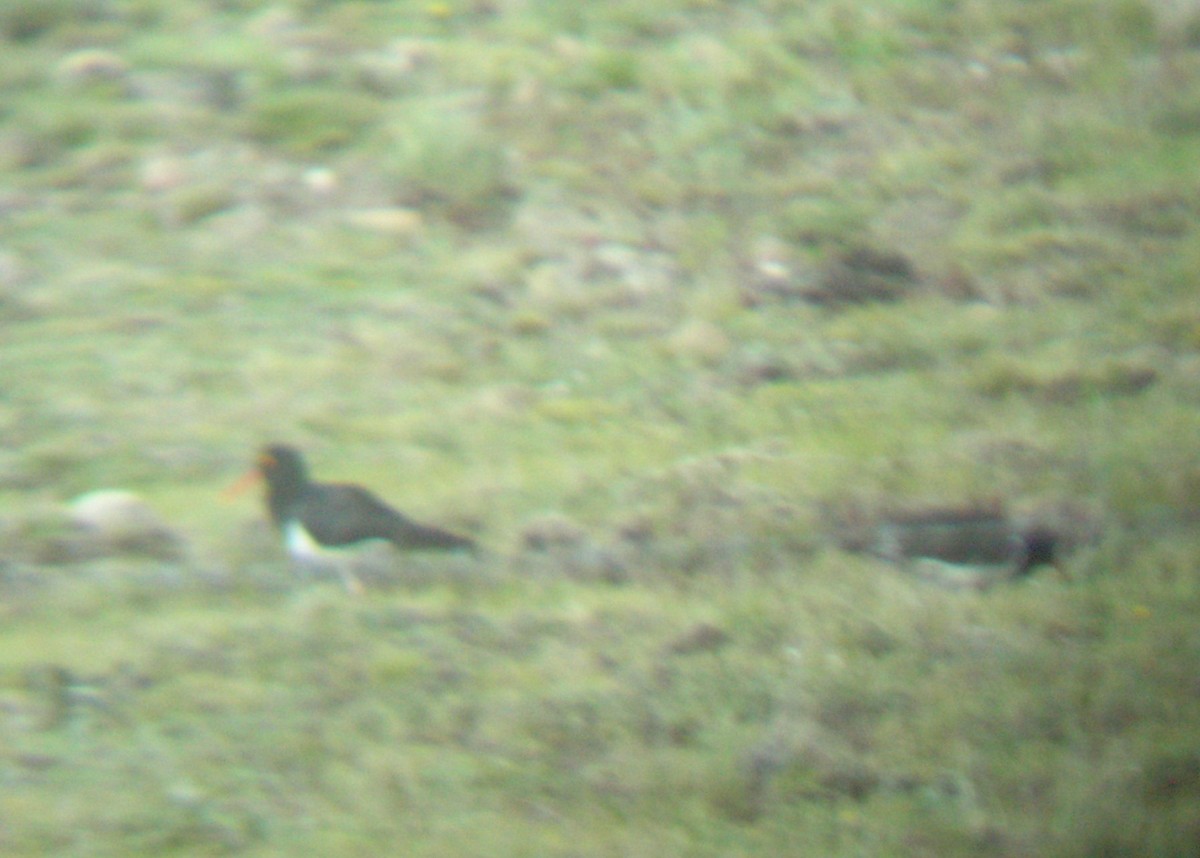 Magellanic Oystercatcher - ML267607601