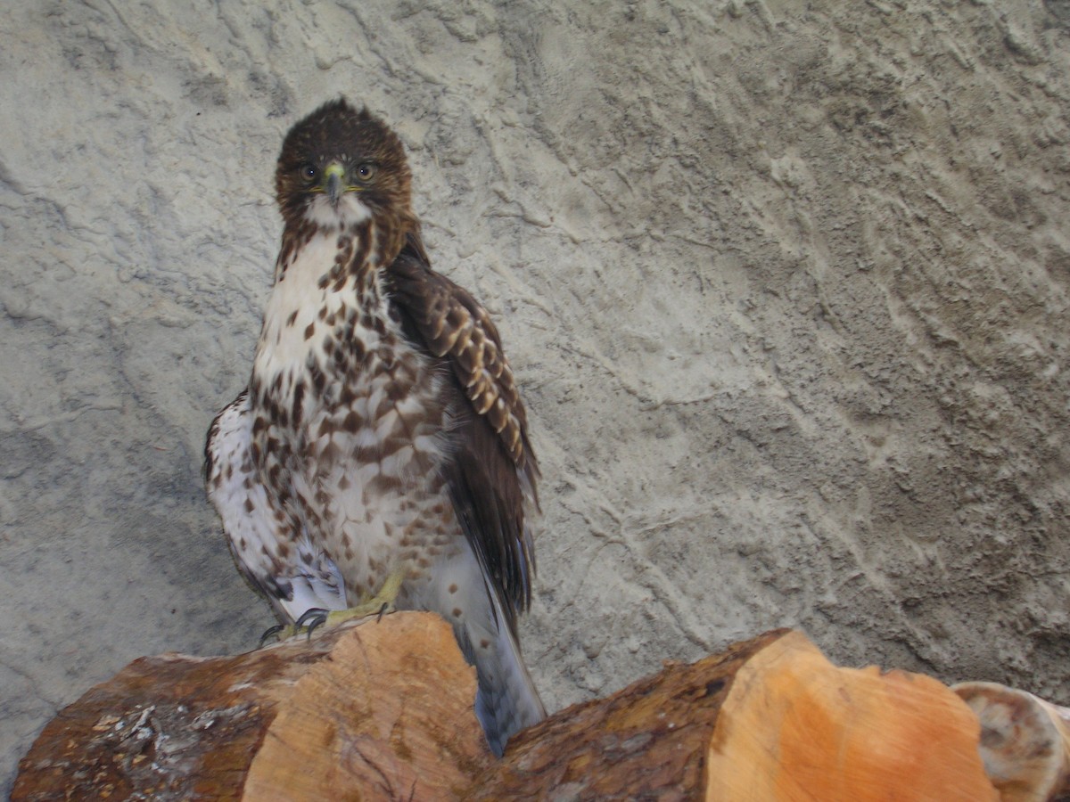 Rufous-tailed Hawk - ML267610121