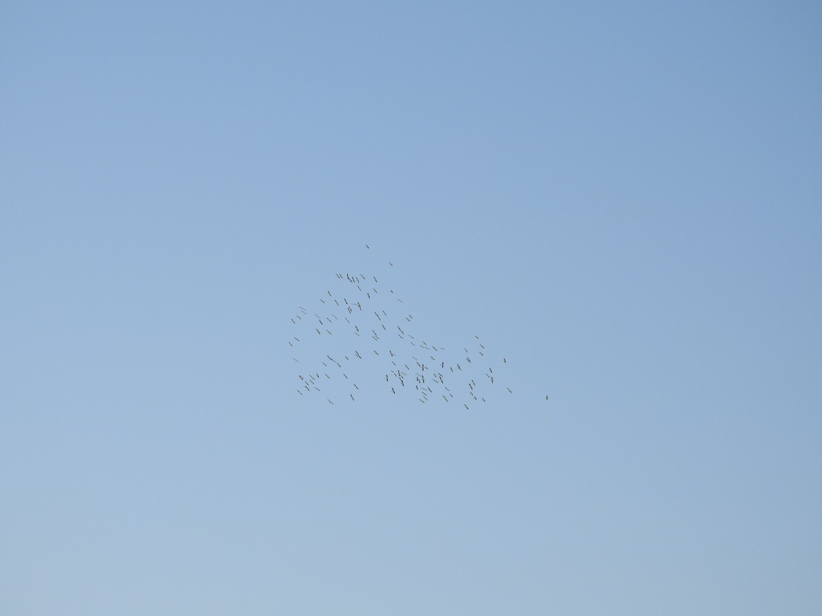 American White Pelican - ML267610141