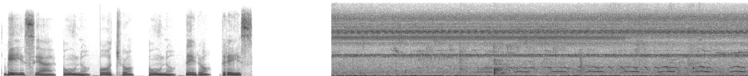 Trogon à queue noire - ML267611
