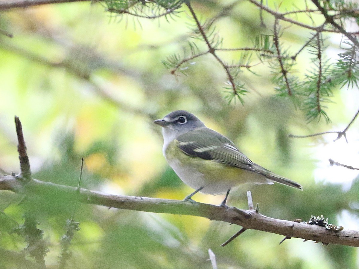 Blue-headed Vireo - ML267611681